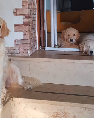 Maschietti Golden Retriever