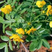 Due piante di cassia