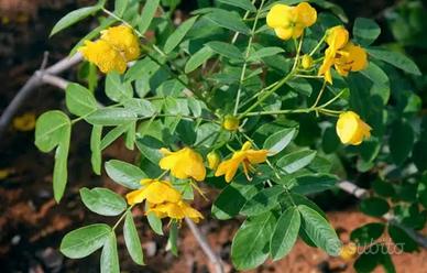 Due piante di cassia