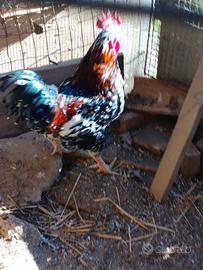 Gallo millefiori
