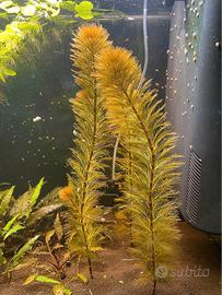Myriophyllum tuberculatum 'Red' - pianta per acqua