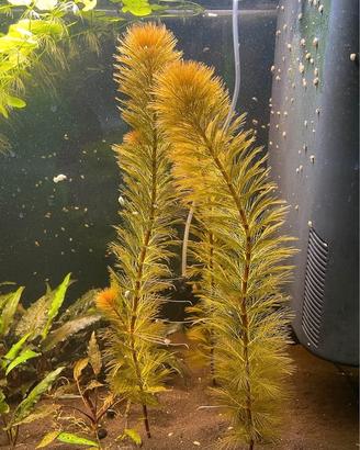 Myriophyllum tuberculatum 'Red' - pianta per acqua