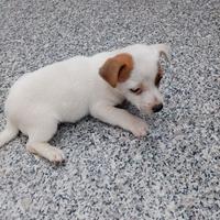 Cucciolo di jack Russell