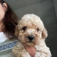 Cuccioli di barboncino