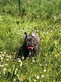 Bouledogue francese