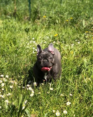 Bouledogue francese