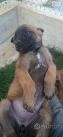 Pastore belga malinois