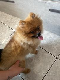 Spitz di Pomerania