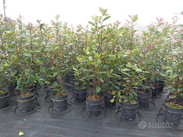 PIANTE SIEPE PHOTINIA RED ROBIN