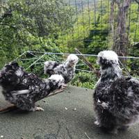 Galline morosetta e mottled