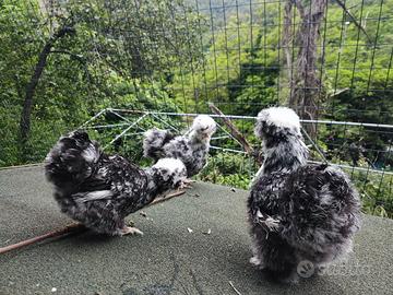 Galline morosetta e mottled