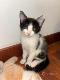 Gattina