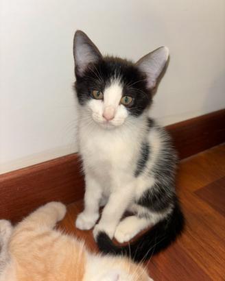 Gattina