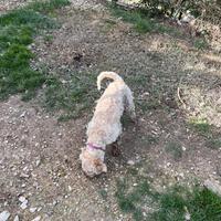 Lagotto