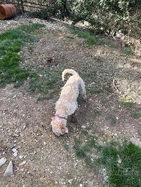 Lagotto