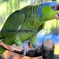 Amazzone dei FINSCHI woodi