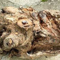 tronco di legno di cigliegio