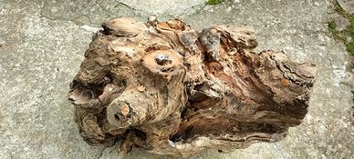 tronco di legno di cigliegio