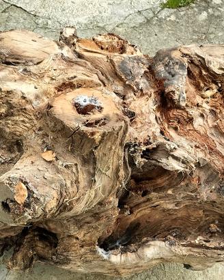 tronco di legno di cigliegio