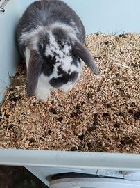 Coniglio Ariete minilop