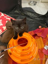 British short cinnamon e Black pedigree