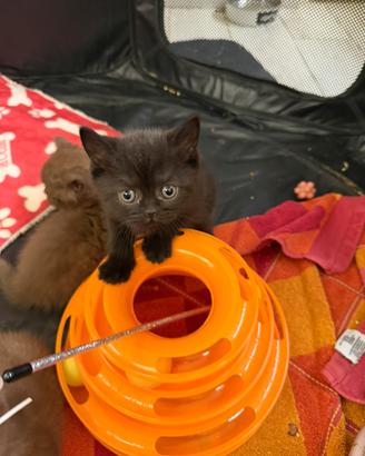 British short cinnamon e Black pedigree