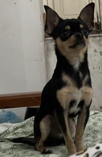 Chiwawa