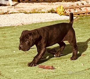 Cuccioli cane corso
