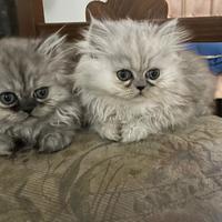 Gatto persiano