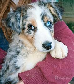 Cuccioli di pastore australiano con pedigree