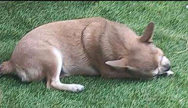 Chihuahua