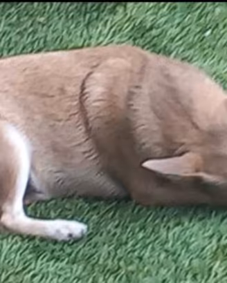 Chihuahua