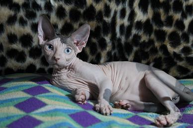Femmina bicolore sphynx DBE program occhi azzurri