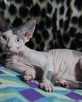 Femmina bicolore sphynx DBE program occhi azzurri