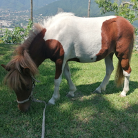 Pony pezzato