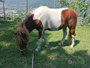 Pony pezzato