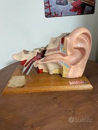Plastico orecchio anatomico