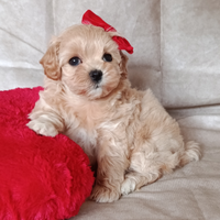 Maltipoo femminuccia