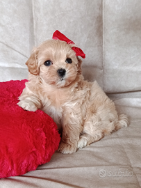 Maltipoo femminuccia