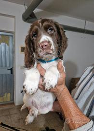 Springer spaniel con pedigree Enci