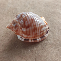 Phalium granulatum 54mm conchiglia shell naturale