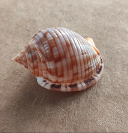 Phalium granulatum 54mm conchiglia shell naturale