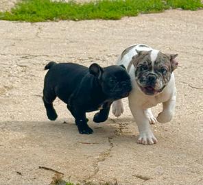 Cuccioli Buldog francesi