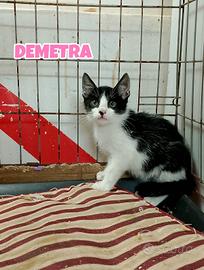 Demetra gattina bianconera di tre mesi
