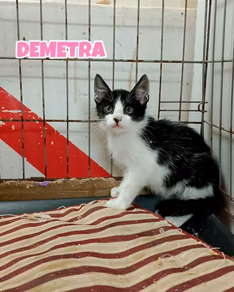 Demetra gattina bianconera di tre mesi