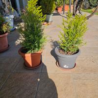 cipressi golden crest