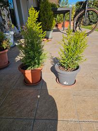 cipressi golden crest