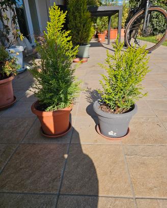 cipressi golden crest