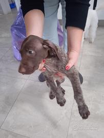 Cucciolo Kurzhaar(bracco tedesco)