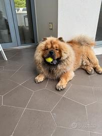 Accoppiamento Chow Chow